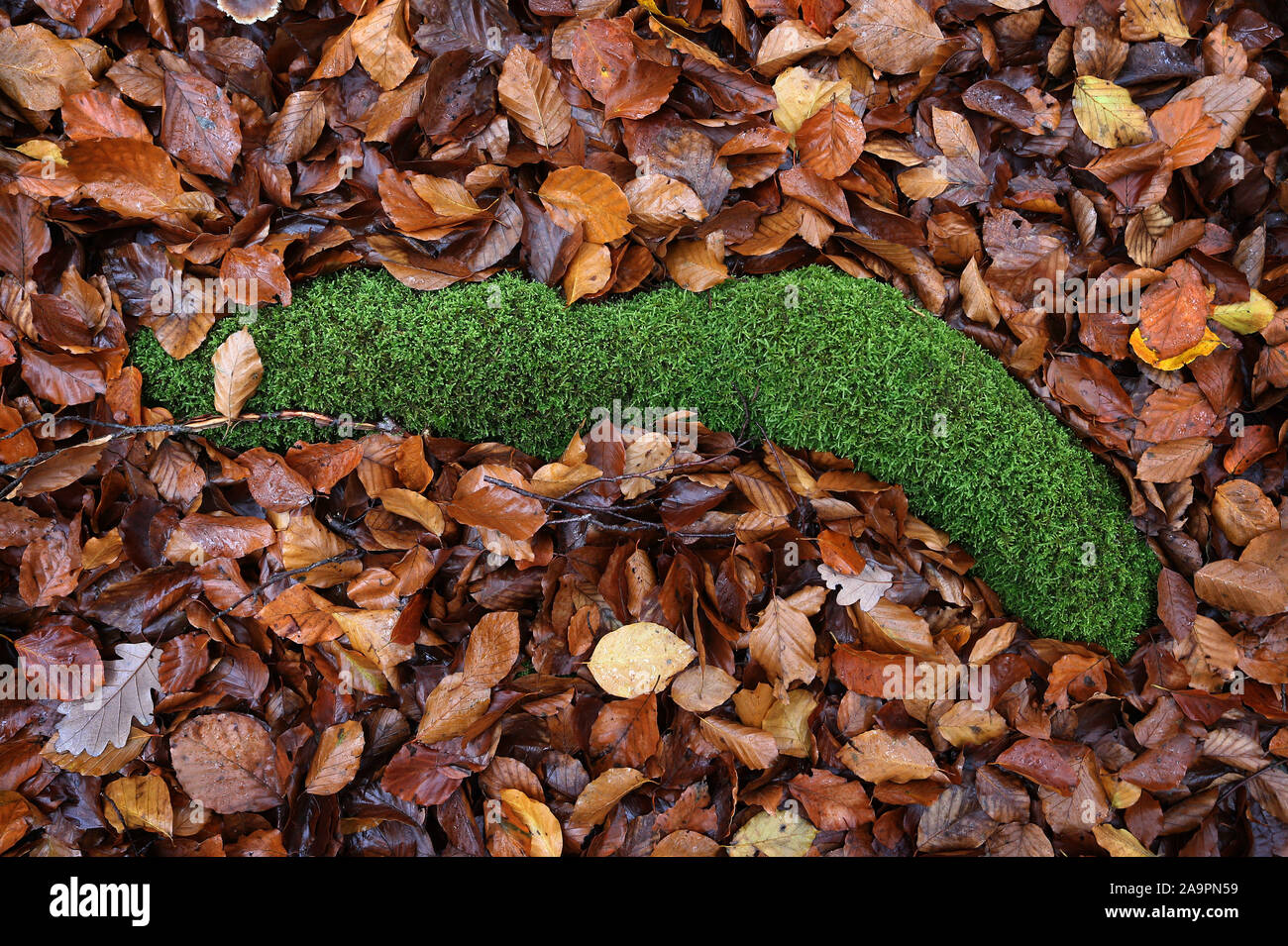 dpatop - 17 November 2019, Bavaria, Rohrbrunn: A branch covered with moss lies in autumn leaves. Photo: Karl-Josef Hildenbrand/dpa Stock Photo