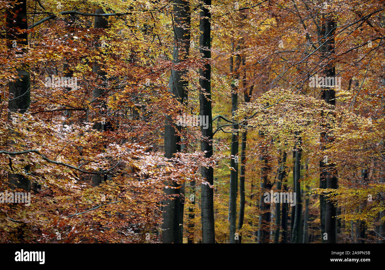 17 November 2019, Bavaria, Rohrbrunn: The Spessart's deciduous trees glow in autumnal colours. Photo: Karl-Josef Hildenbrand/dpa Stock Photo