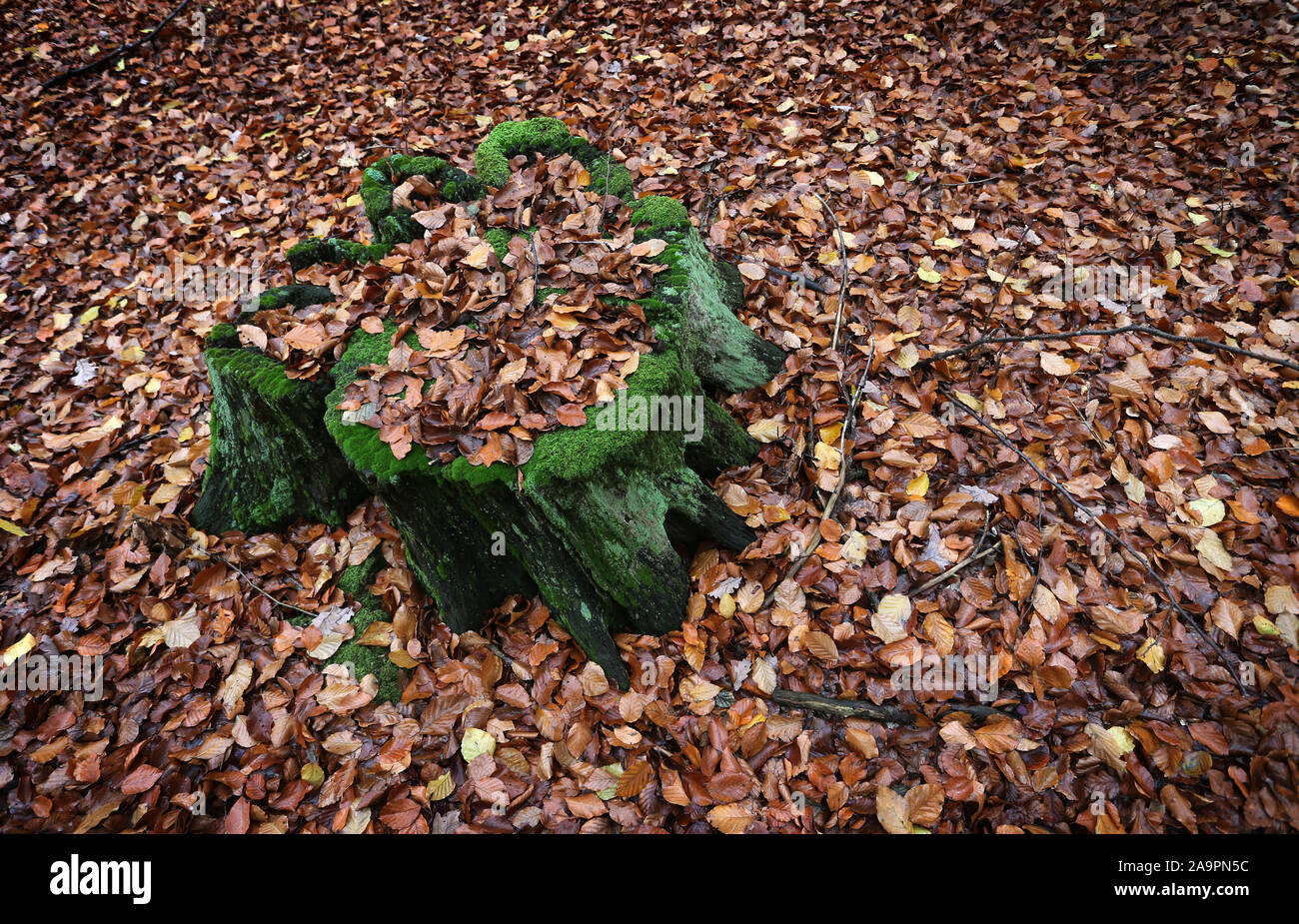 17 November 2019, Bavaria, Rohrbrunn: A tree stump covered with moss stands in the autumn foliage. Photo: Karl-Josef Hildenbrand/dpa Stock Photo