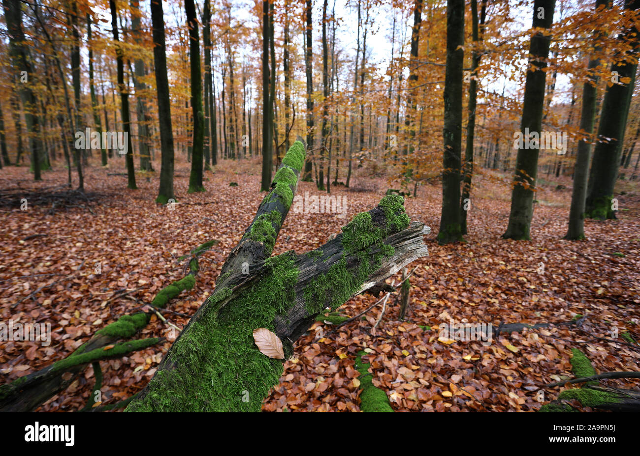 17 November 2019, Bavaria, Rohrbrunn: A rotten tree covered with moss lies in autumn leaves. Photo: Karl-Josef Hildenbrand/dpa Stock Photo