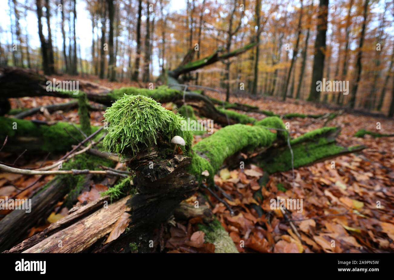 17 November 2019, Bavaria, Rohrbrunn: A rotten tree covered with moss lies in autumn leaves. Photo: Karl-Josef Hildenbrand/dpa Stock Photo