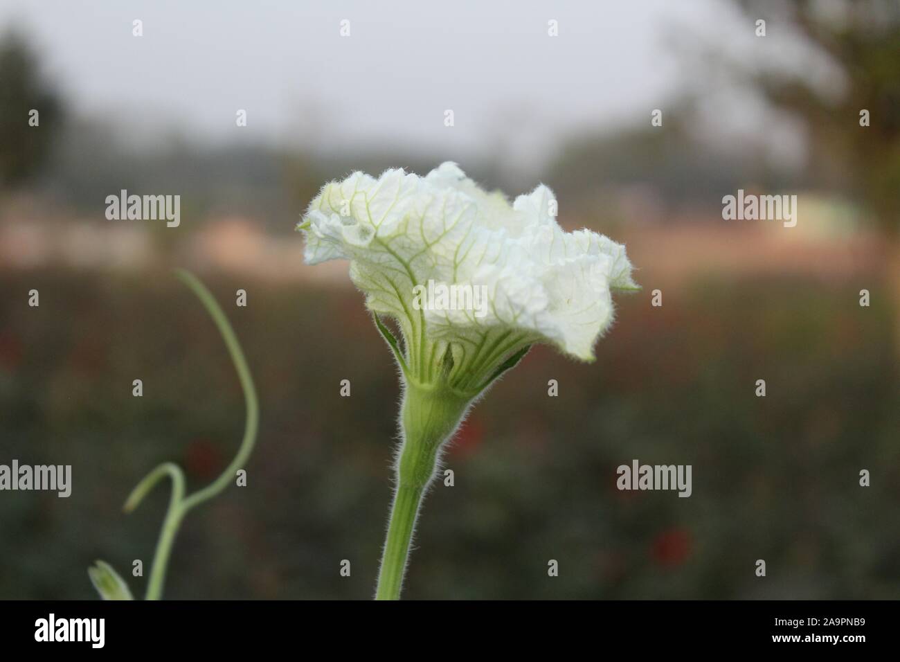 Pumpkin Flower in Bangladesh Stock Photo Alamy