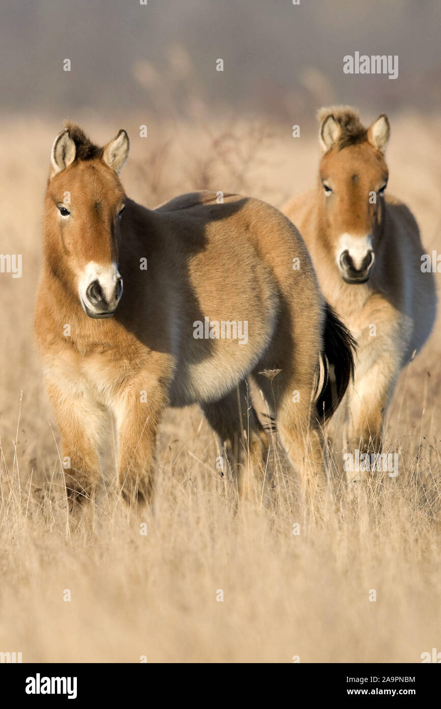Przewalski-Pferd, Equus ferus przewalskii,  Przewalski's Horse, Wildpferde in der winterlichen Steppe Stock Photo