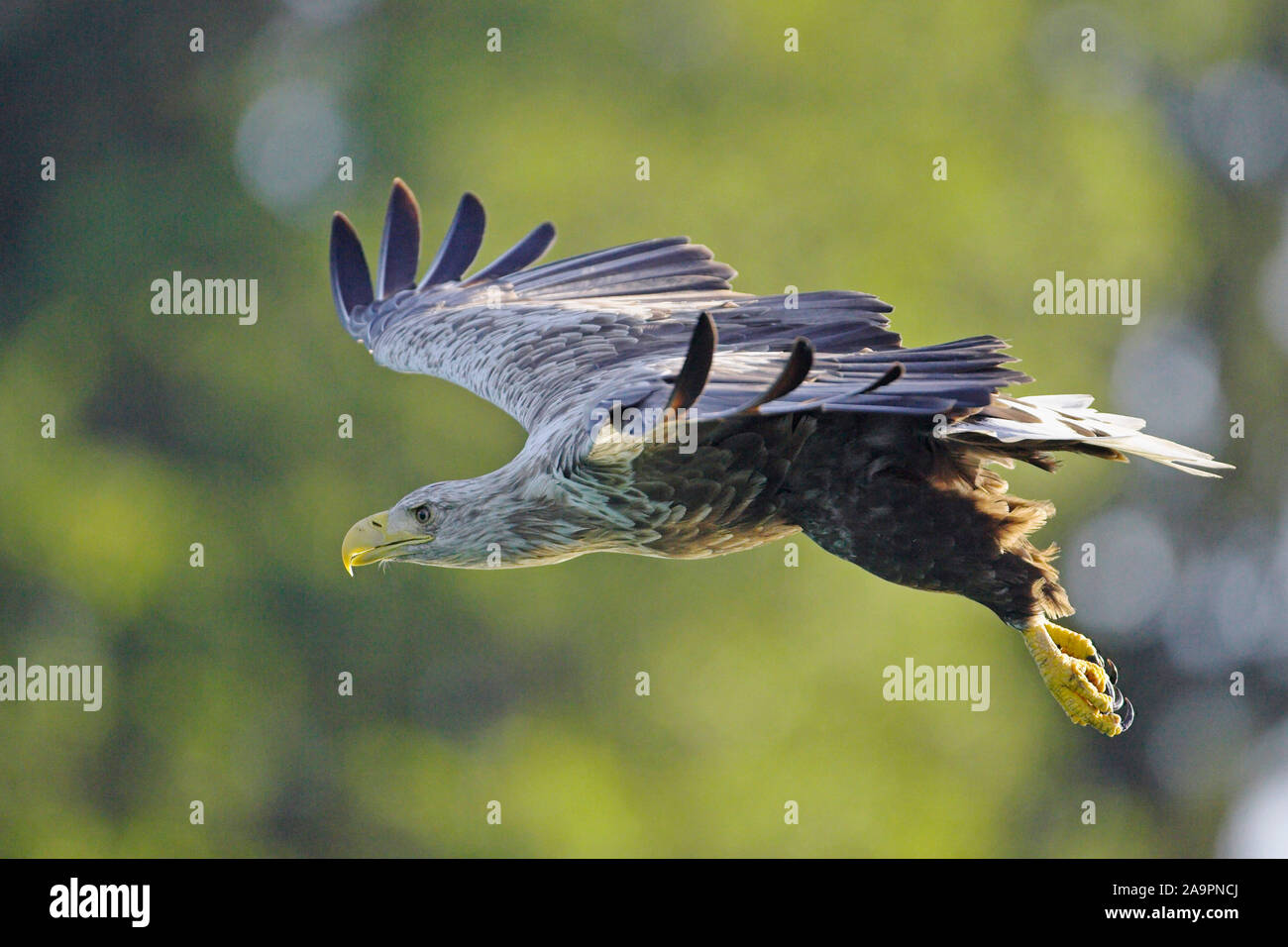 Deutschland white tailed eagle hi-res stock photography and images - Alamy