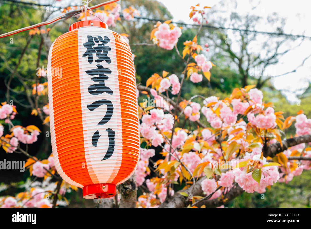 Wakayama Castle park cherry blossoms festival at spring in Japan (Japanese translation : cherry blossoms festival) Stock Photo