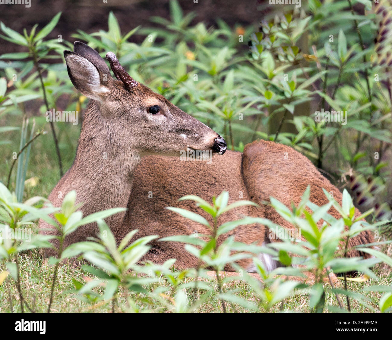 Deer (Florida Key Deer) close-up  looking to the right, resting while  exposing its head, antlers, ears, eyes, nose, in its environment and surroundin Stock Photo