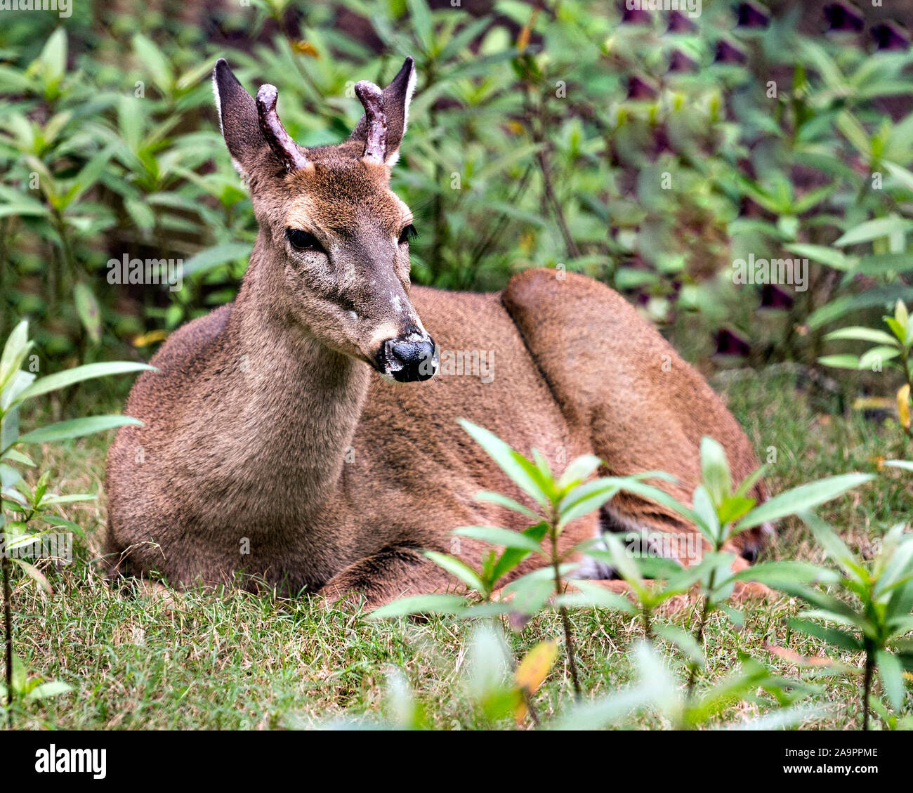 Deer (Florida Key Deer) close-up  looking at the camera, resting while  exposing its head, antlers, ears, eyes, nose, in its environment and surroundi Stock Photo