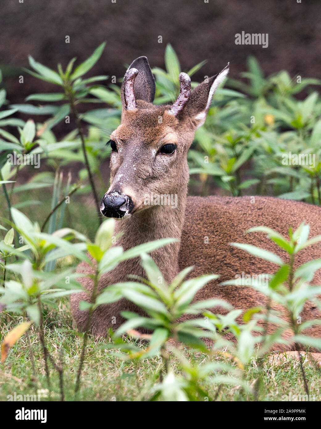 Deer (Florida Key Deer) close-up resting while exposing its head, antlers, ears, eyes, nose, in its environment and surrounding with a foliage backgro Stock Photo