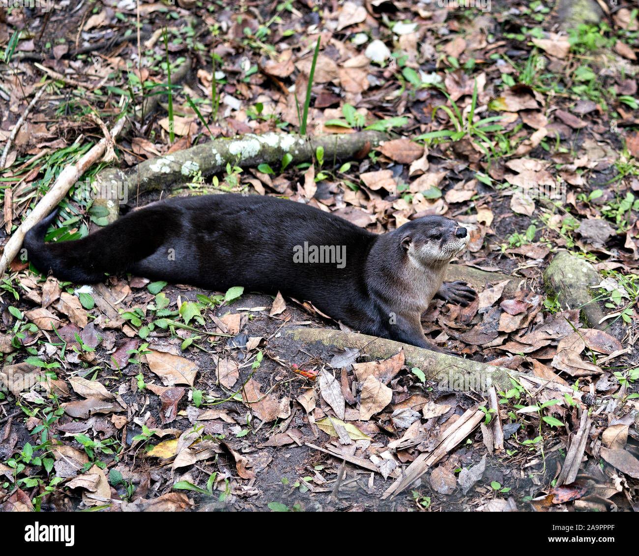 Otter animal resting in a bed of foliage and displaying its body, head, nose,ears, eyes, tail, paws in its environment and surrounding. Stock Photo