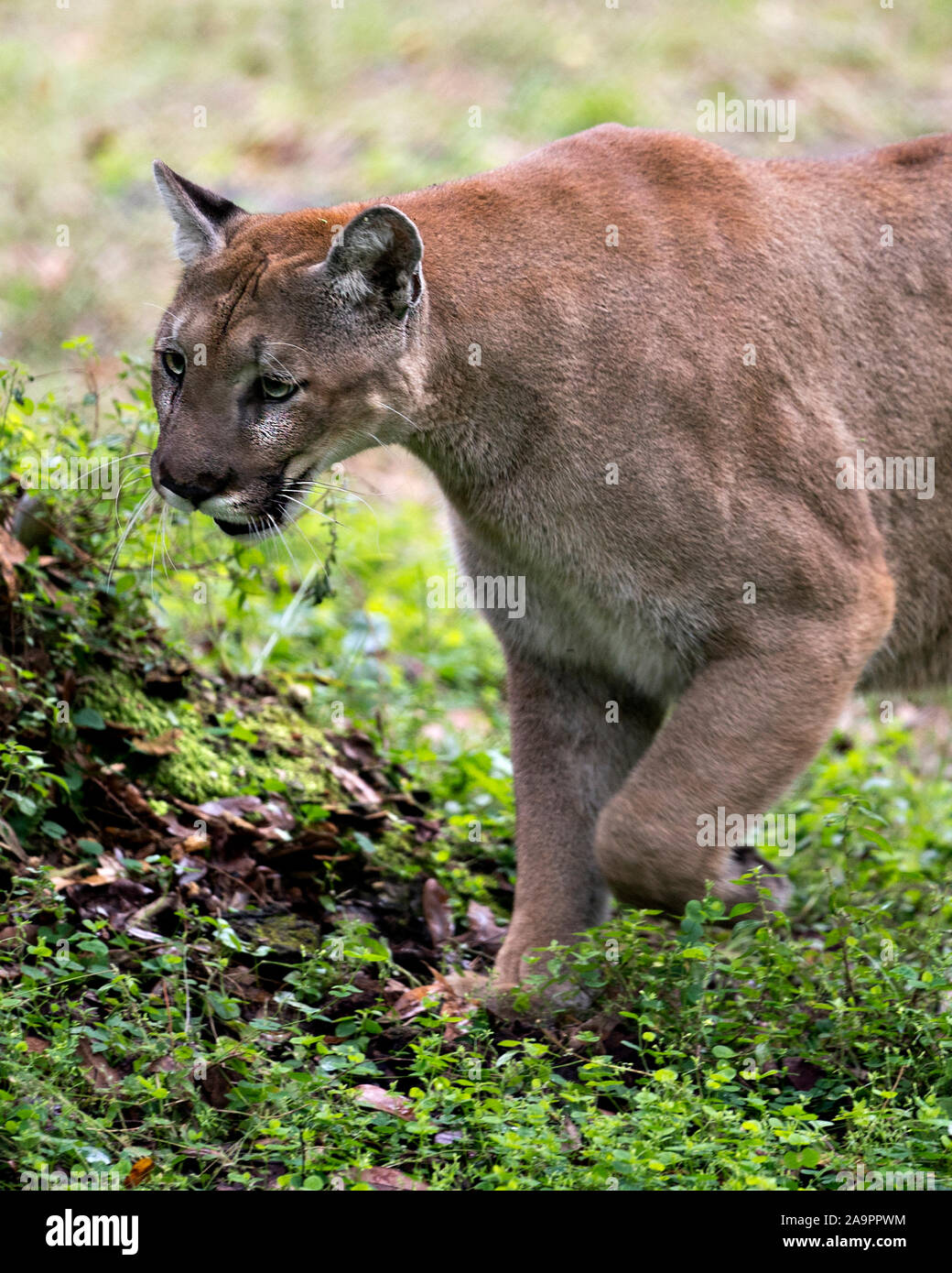 Florida Panther walking in the field enjoying its environment and surrounding while exposing part of its body, head, ears, eyes, nose, paws. Stock Photo