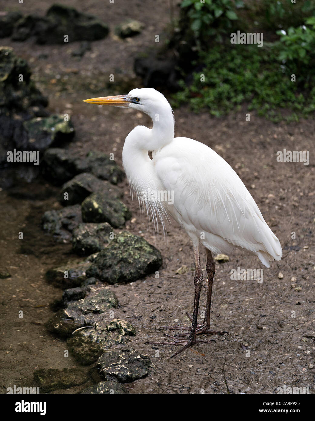 White Heron bird standing by the water exposing its body, head, long neck, beak, long legs in its environment and surrounding with a nice background. Stock Photo