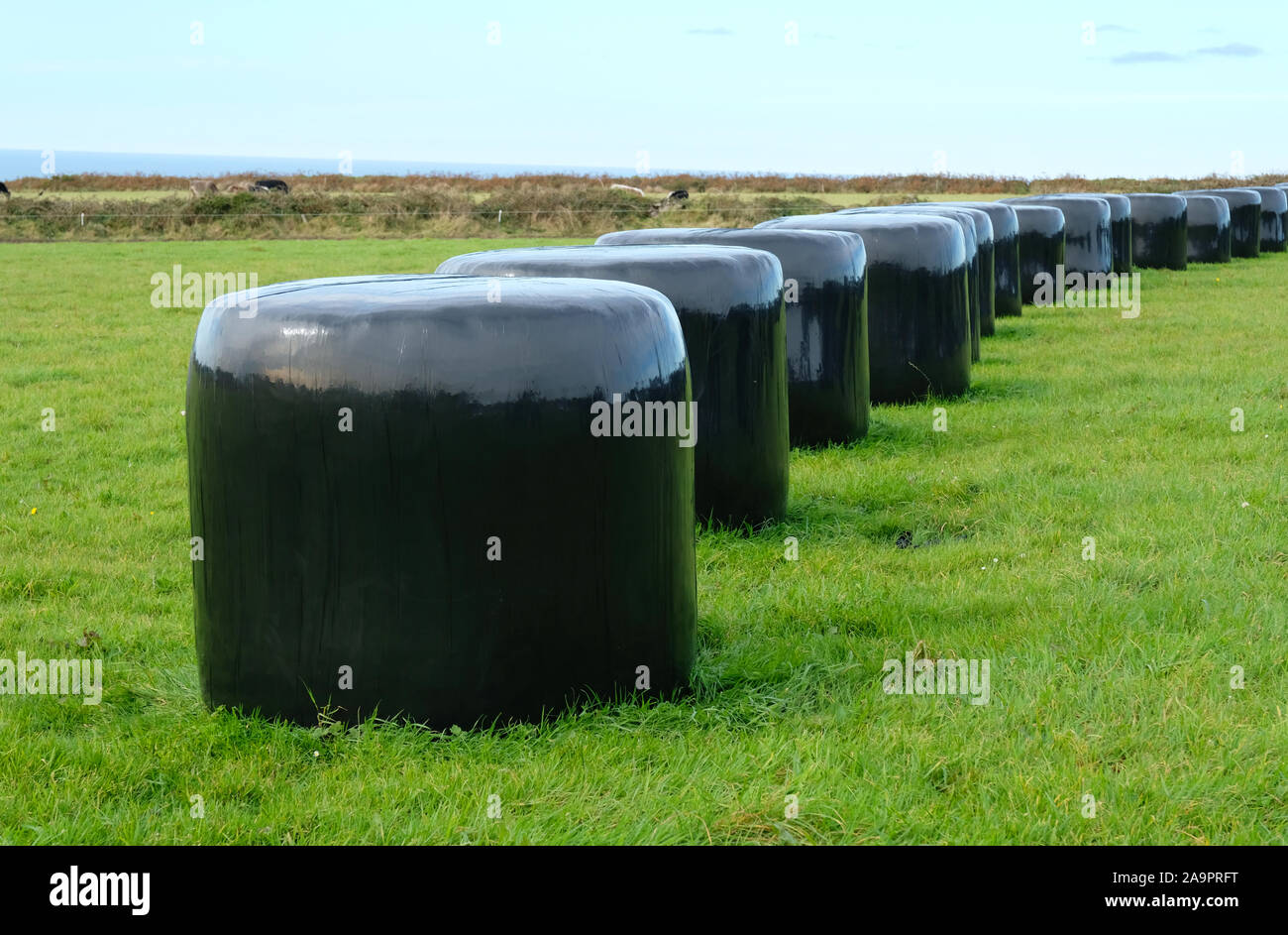 Black bales of silage, Cornwall, UK - John Gollop Stock Photo