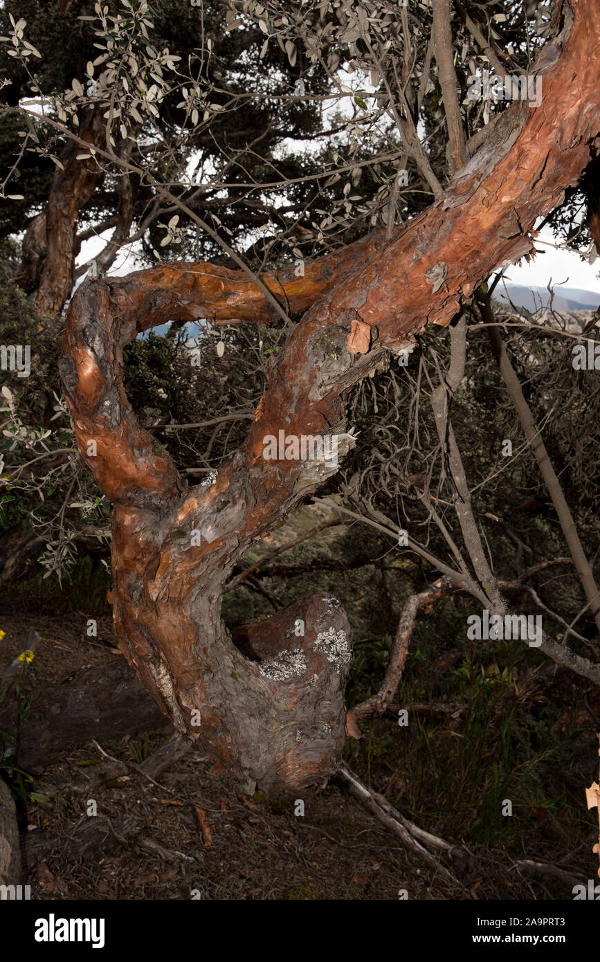 Reserva de produccion de fauna chimborazo hi-res stock photography and ...