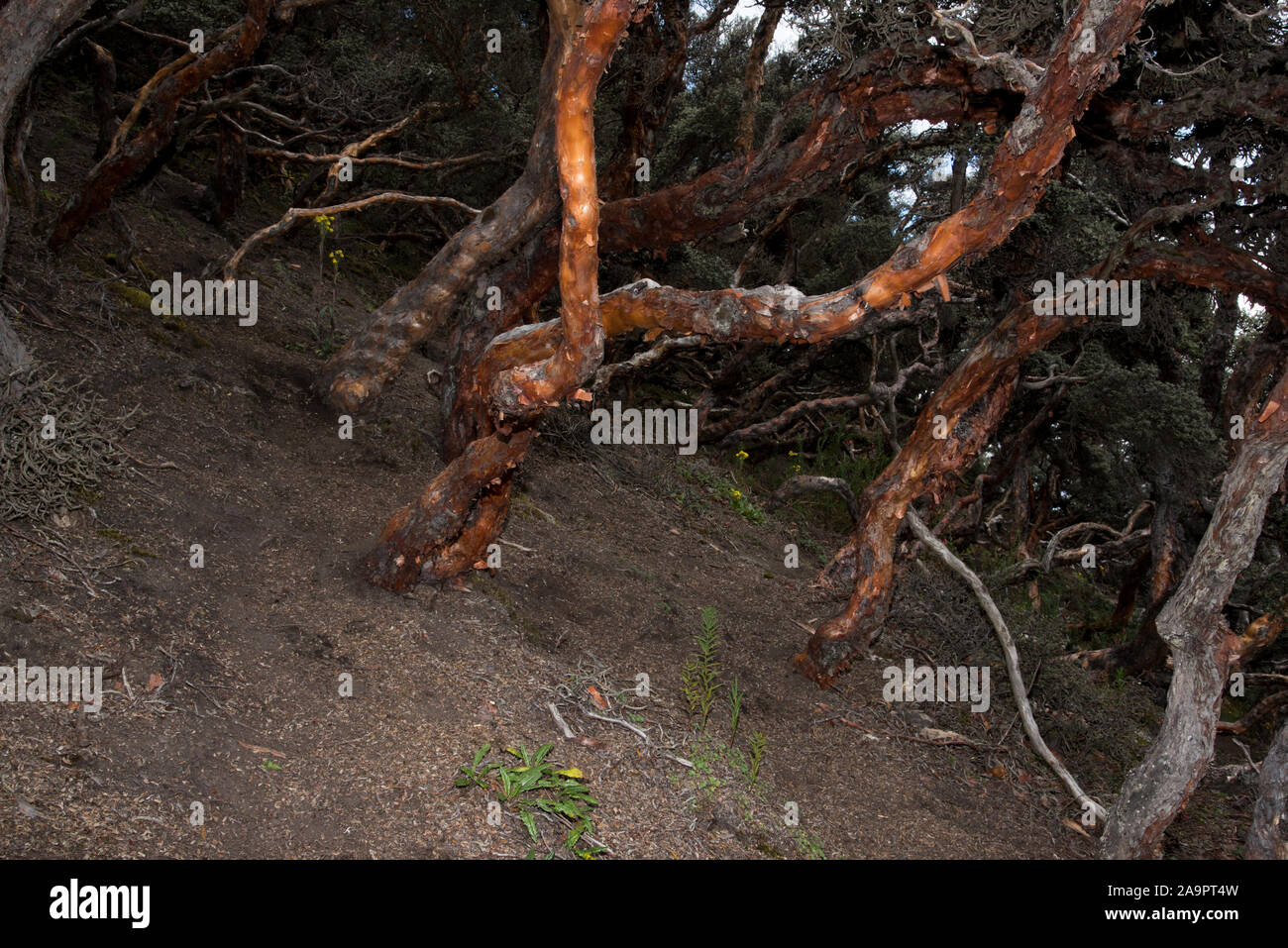 Reserva de produccion de fauna chimborazo hi-res stock photography and ...