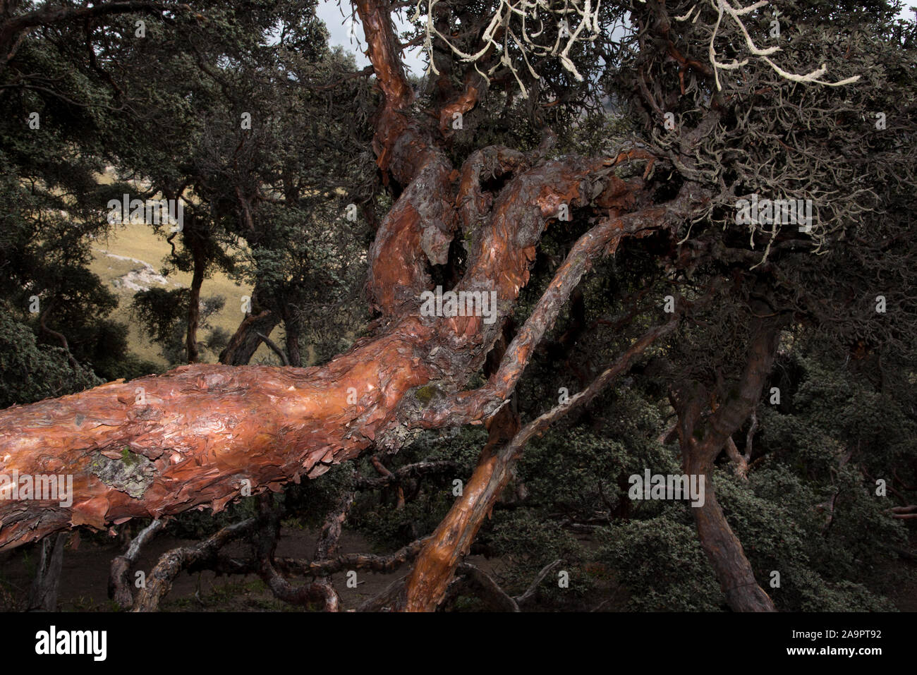 Reserva de produccion de fauna chimborazo hi-res stock photography and ...