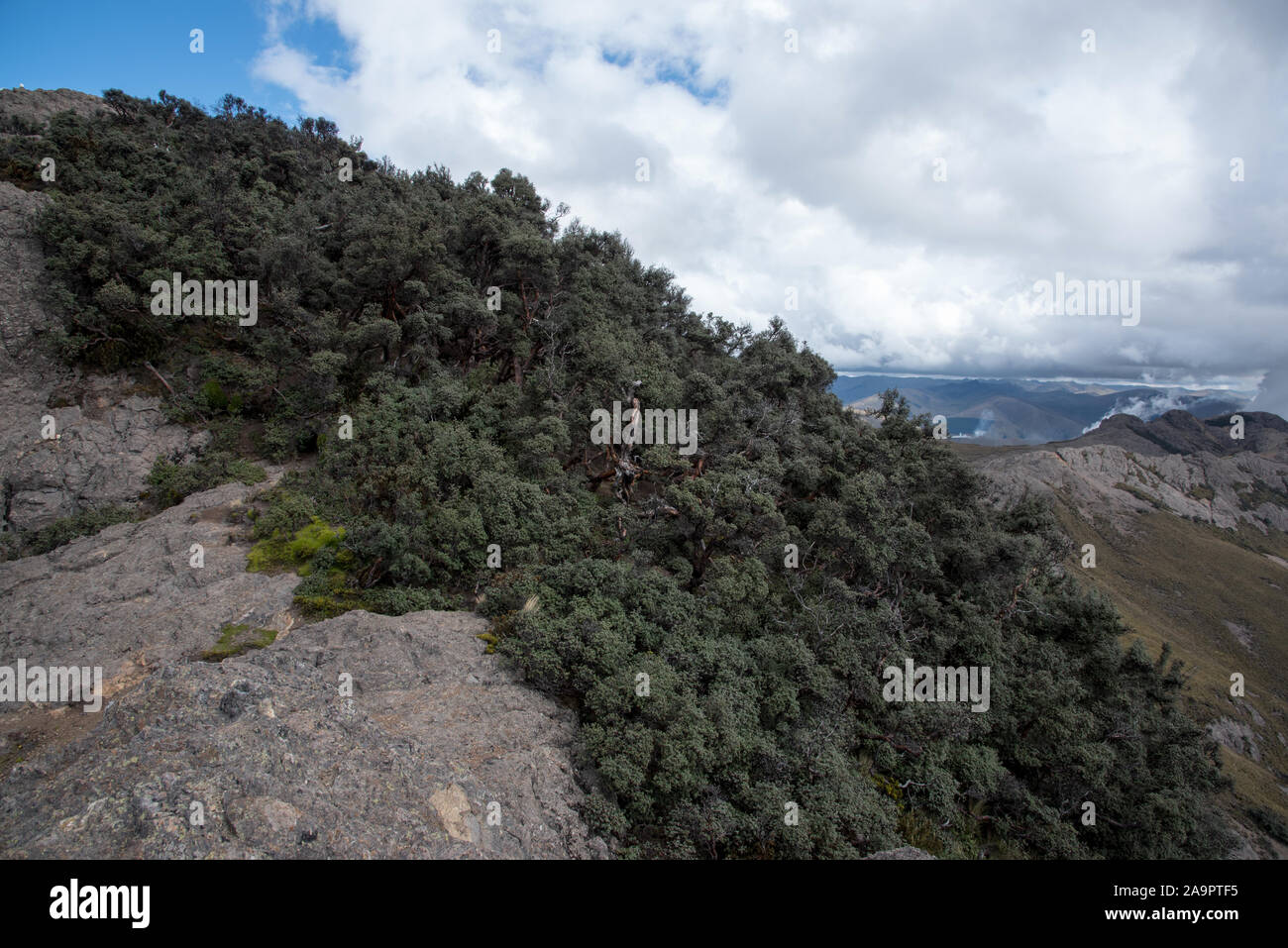The Polylepis forest 4350 meters above sea level in Chimborazo Reserve ...