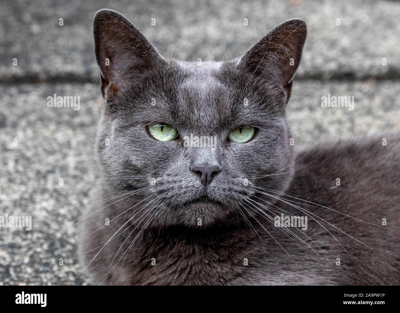 Grey cat, green eyes Stock Photo Alamy