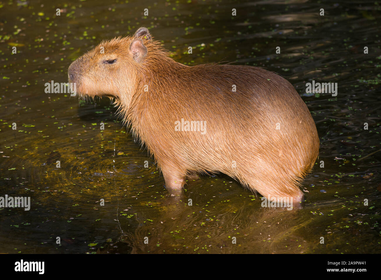 Capybara (Hydrochoerus hydrochaeris) close-up Stock Photo