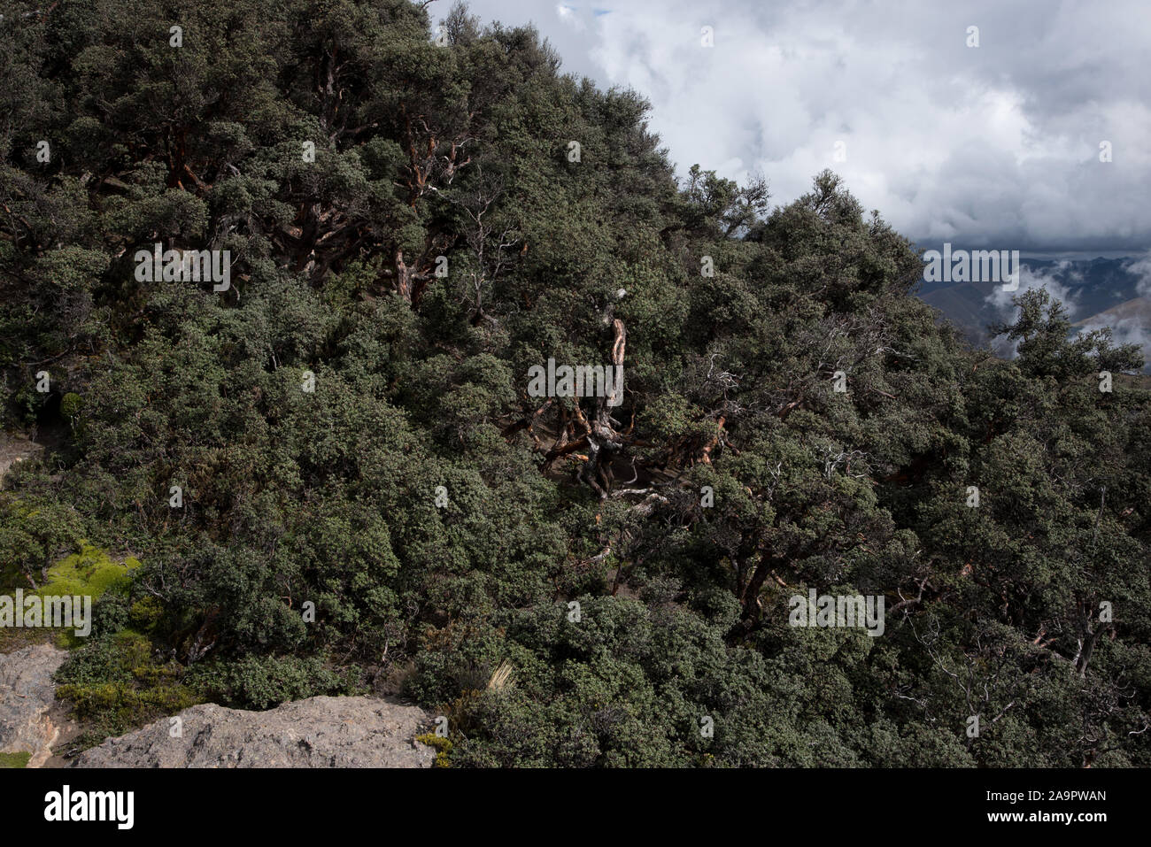 Bosque de produccion hi-res stock photography and images - Alamy