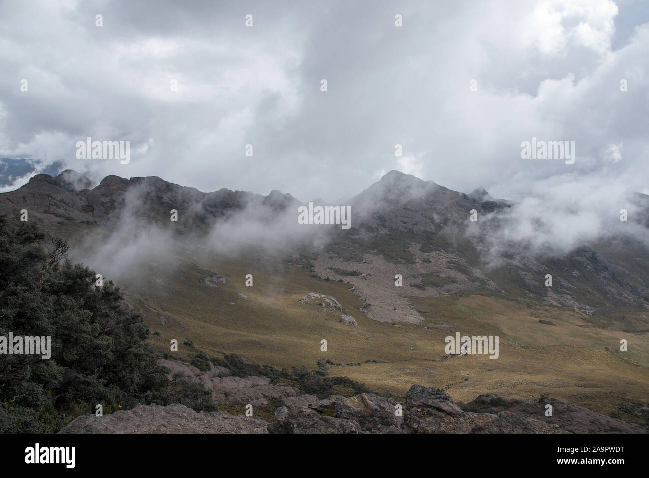 The Polylepis forest 4350 meters above sea level in Chimborazo Reserve ...
