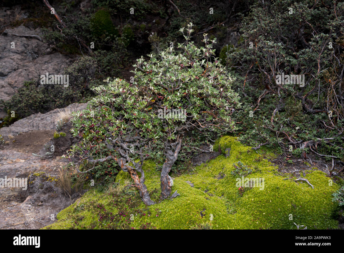 Bosque de produccion hi-res stock photography and images - Alamy