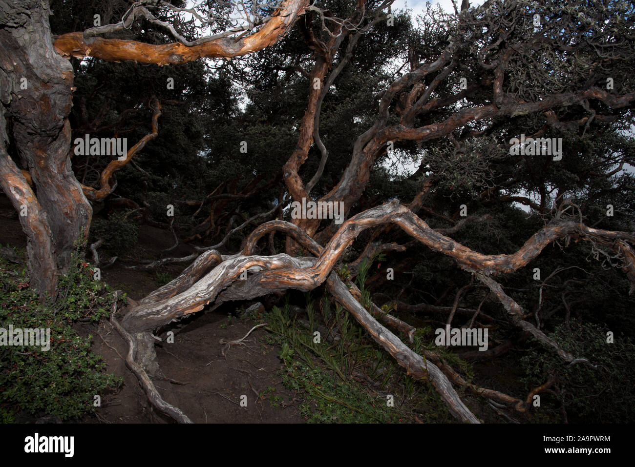 Reserva de produccion de fauna chimborazo hi-res stock photography and ...