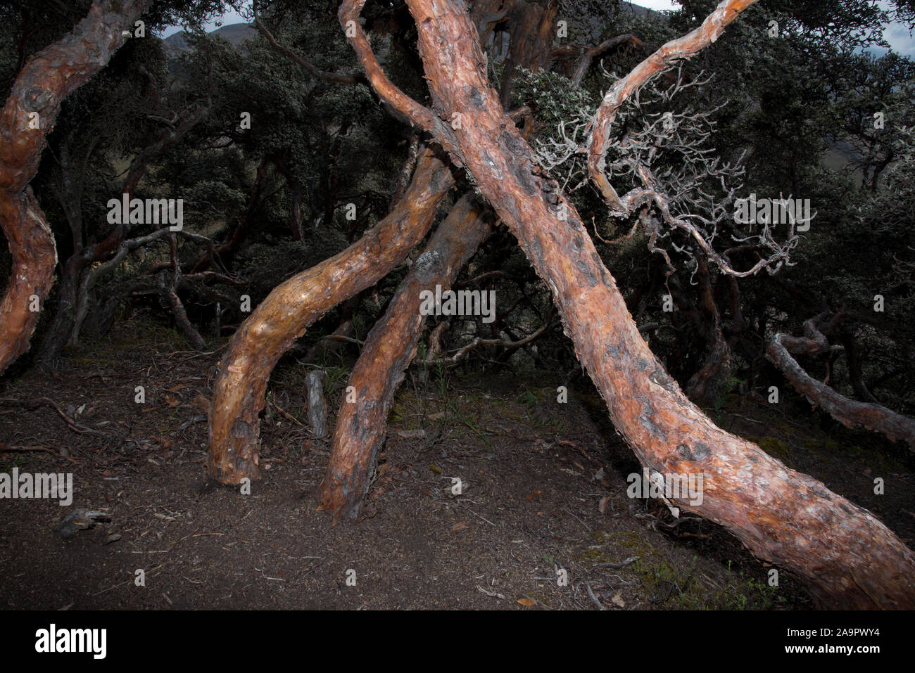 The Polylepis forest at 4350 meters in Chimborazo Reserve is one of ...