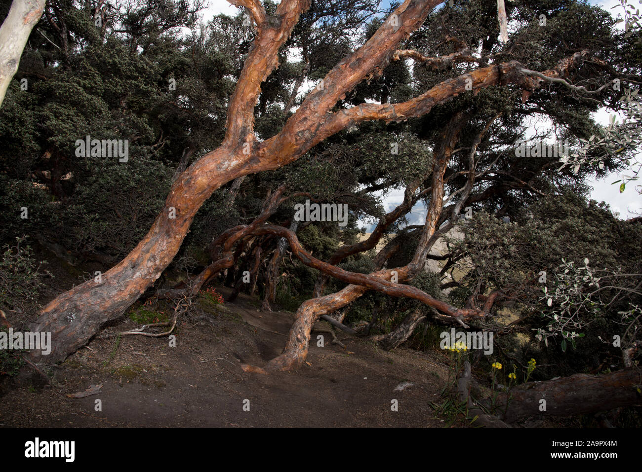 The Polylepis forest at 4350 meters in Chimborazo Reserve is one of ...