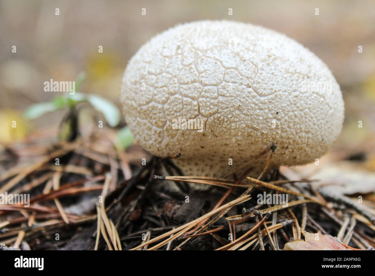 Lycoperdon perlatum. Mushroom raincoat grows in a pine forest among needles Stock Photo