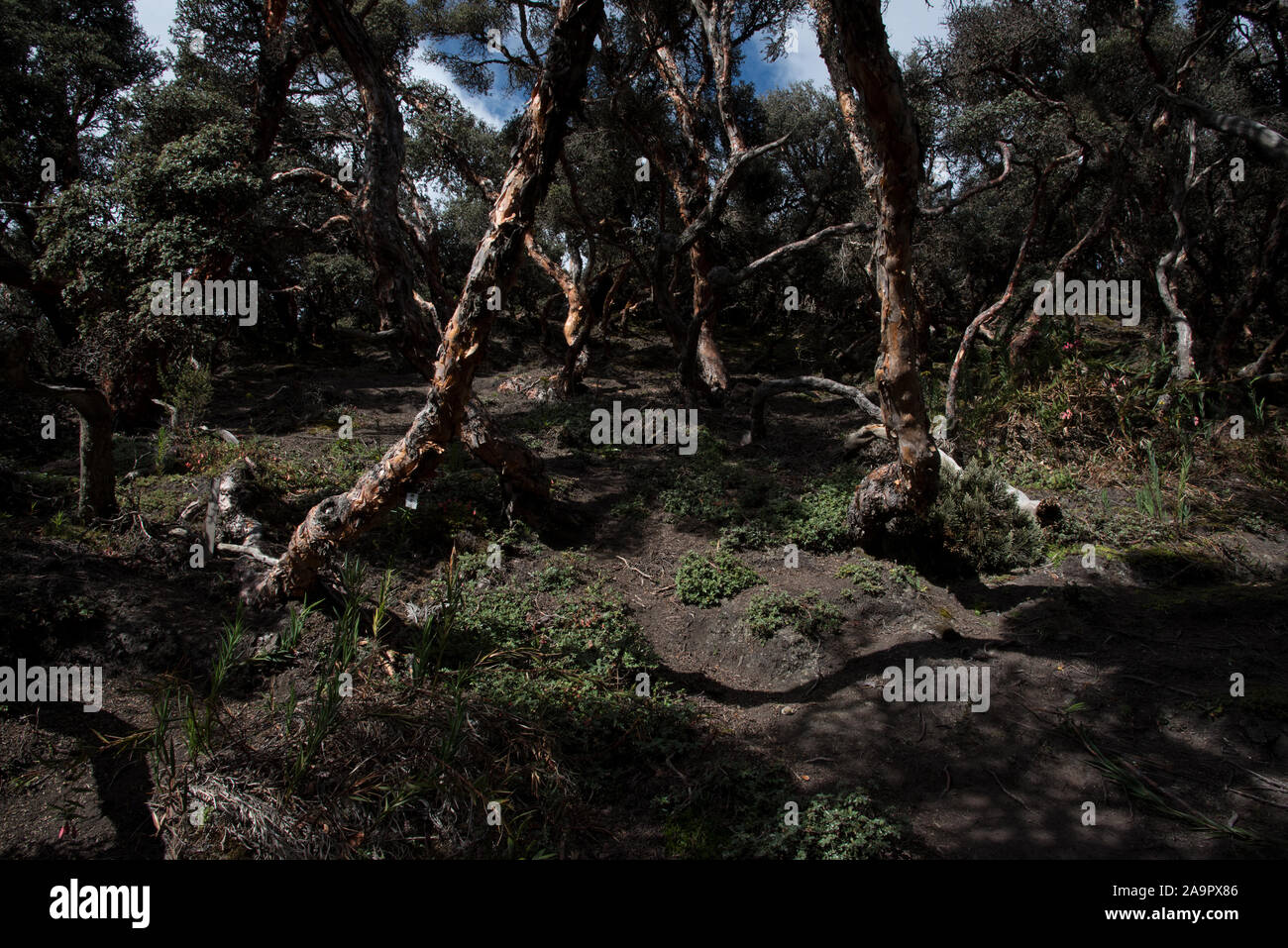 Bosque de produccion hi-res stock photography and images - Alamy
