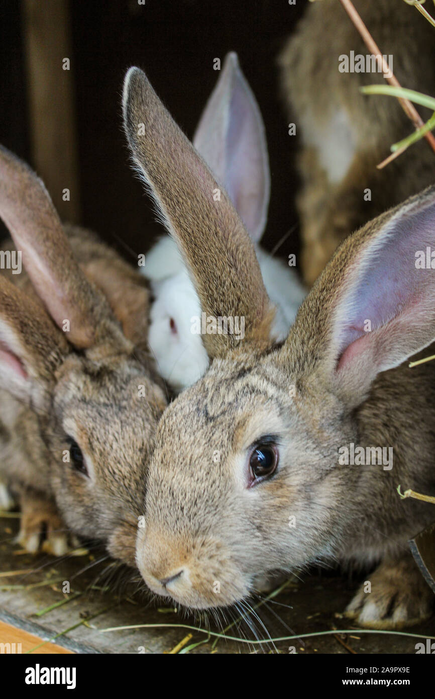 Rabbits in a cage Stock Photo Alamy