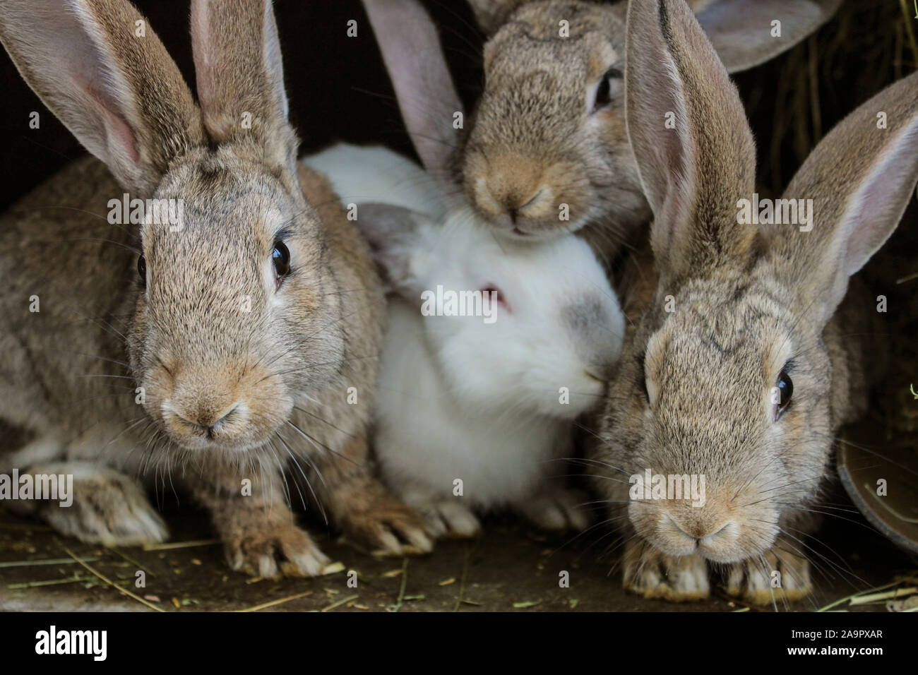 Rabbits in a cage Stock Photo Alamy