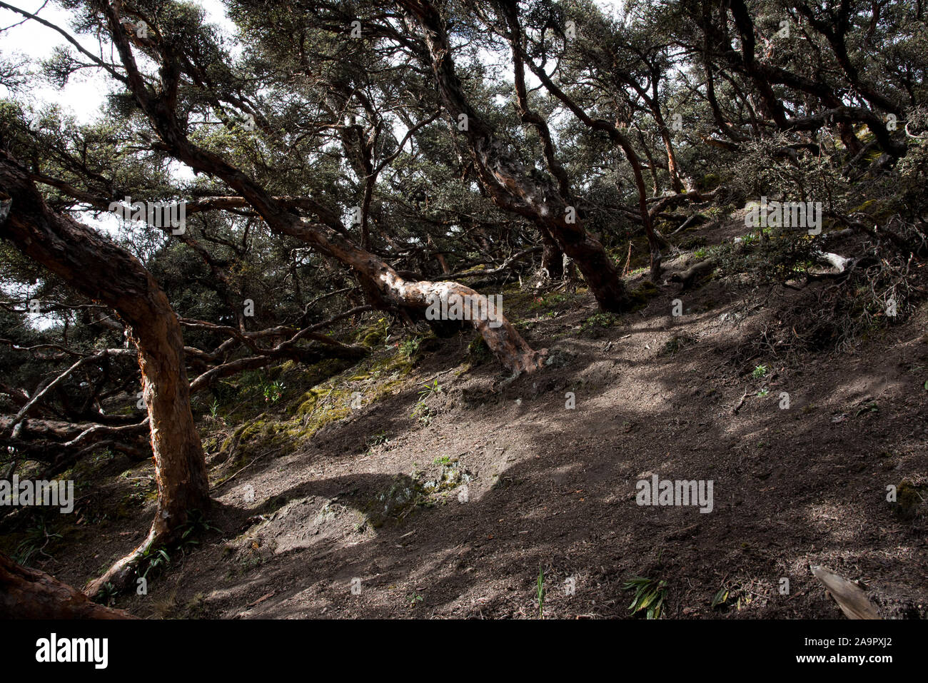 Bosque de produccion hi-res stock photography and images - Alamy