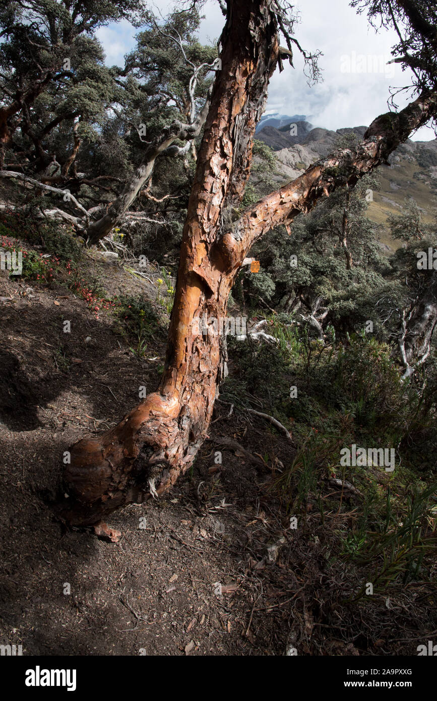 Bosque de produccion hi-res stock photography and images - Alamy
