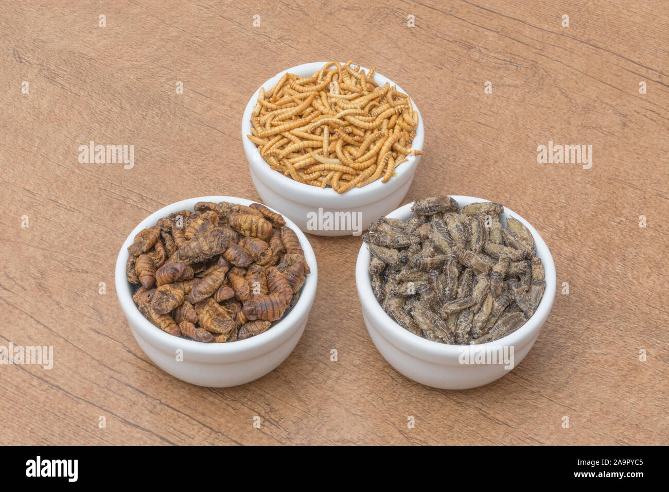 Dishes of edible insects. Mealworms / Tenebrio molitor, Small Crickets, Silkworm pupae / Bombyx