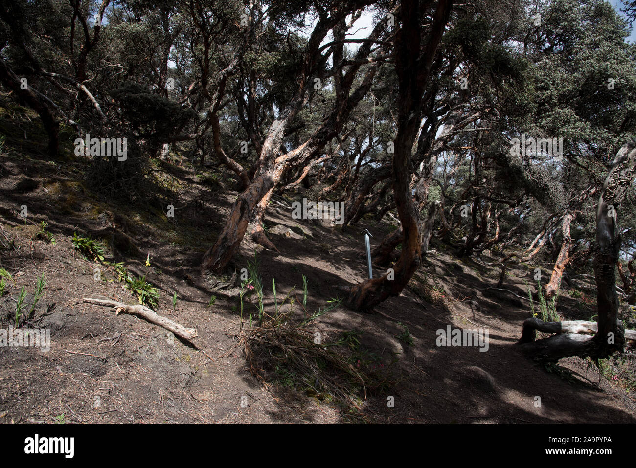 The Polylepis forest at 4350 meters in Chimborazo Reserve is one of ...