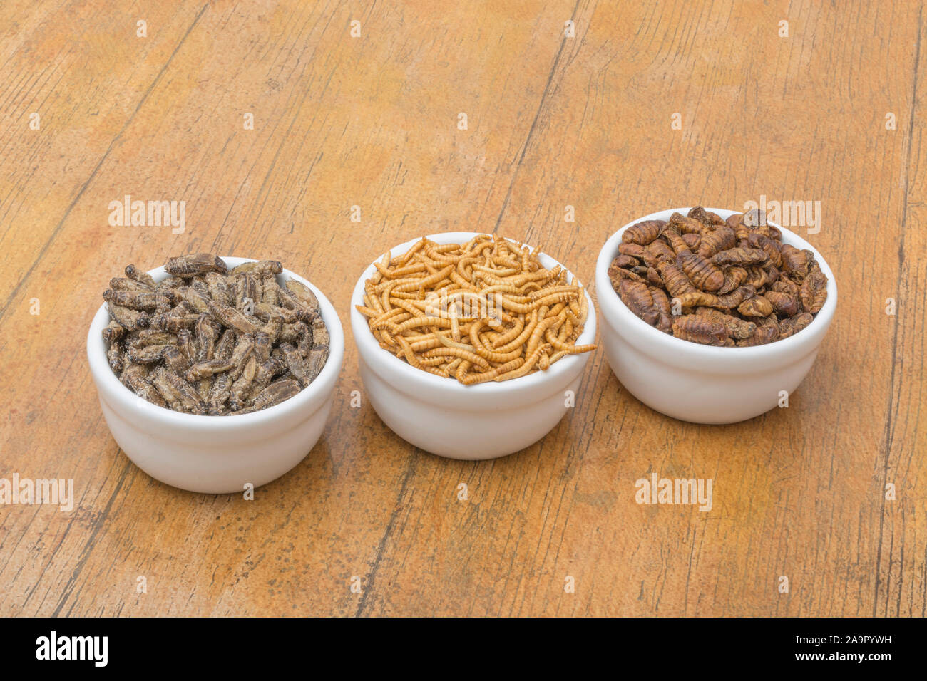 Dishes of edible insects. Mealworms / Tenebrio molitor, Small Crickets, Silkworm pupae / Bombyx