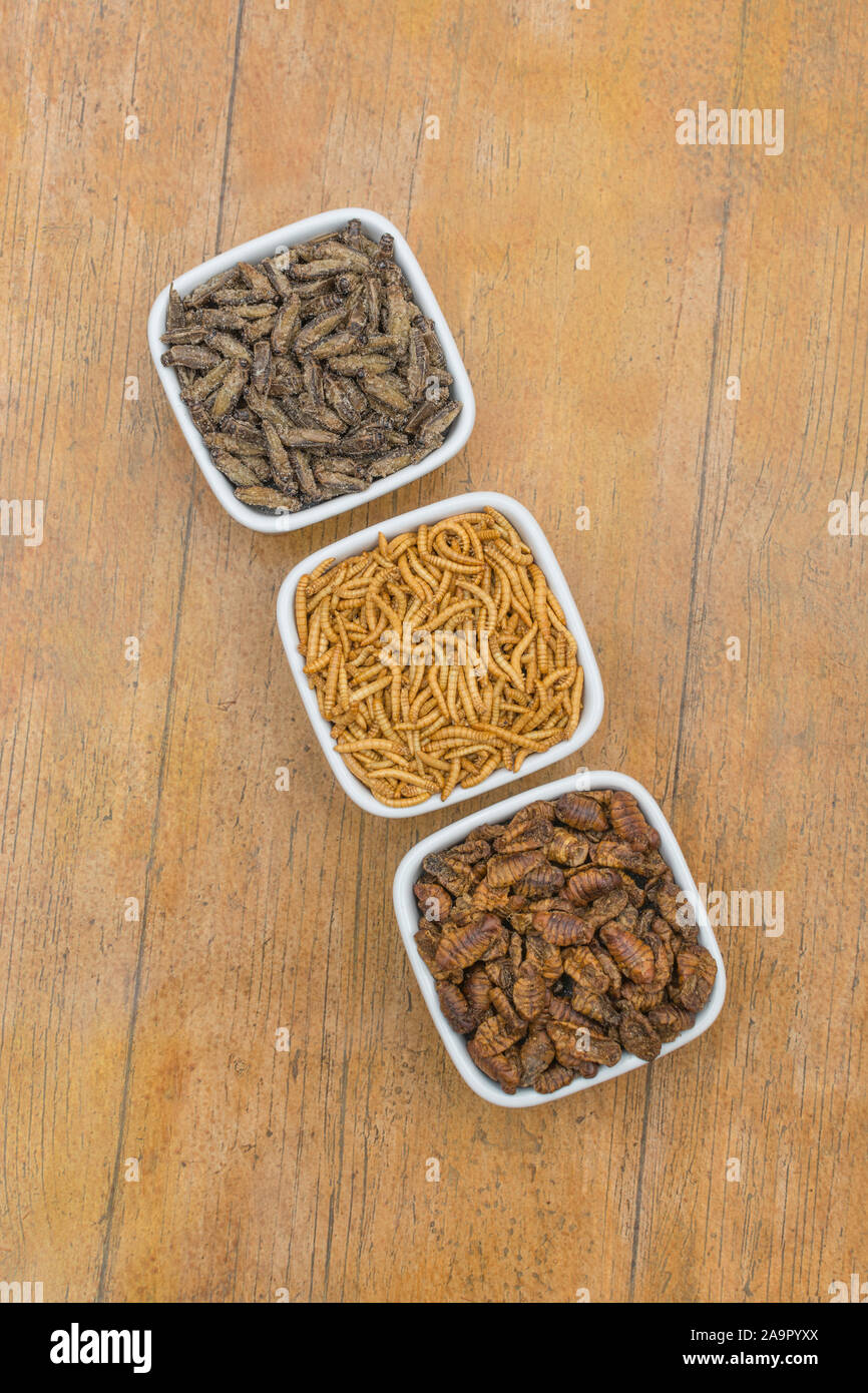 Dishes of edible insects. Mealworms / Tenebrio molitor, Small Crickets