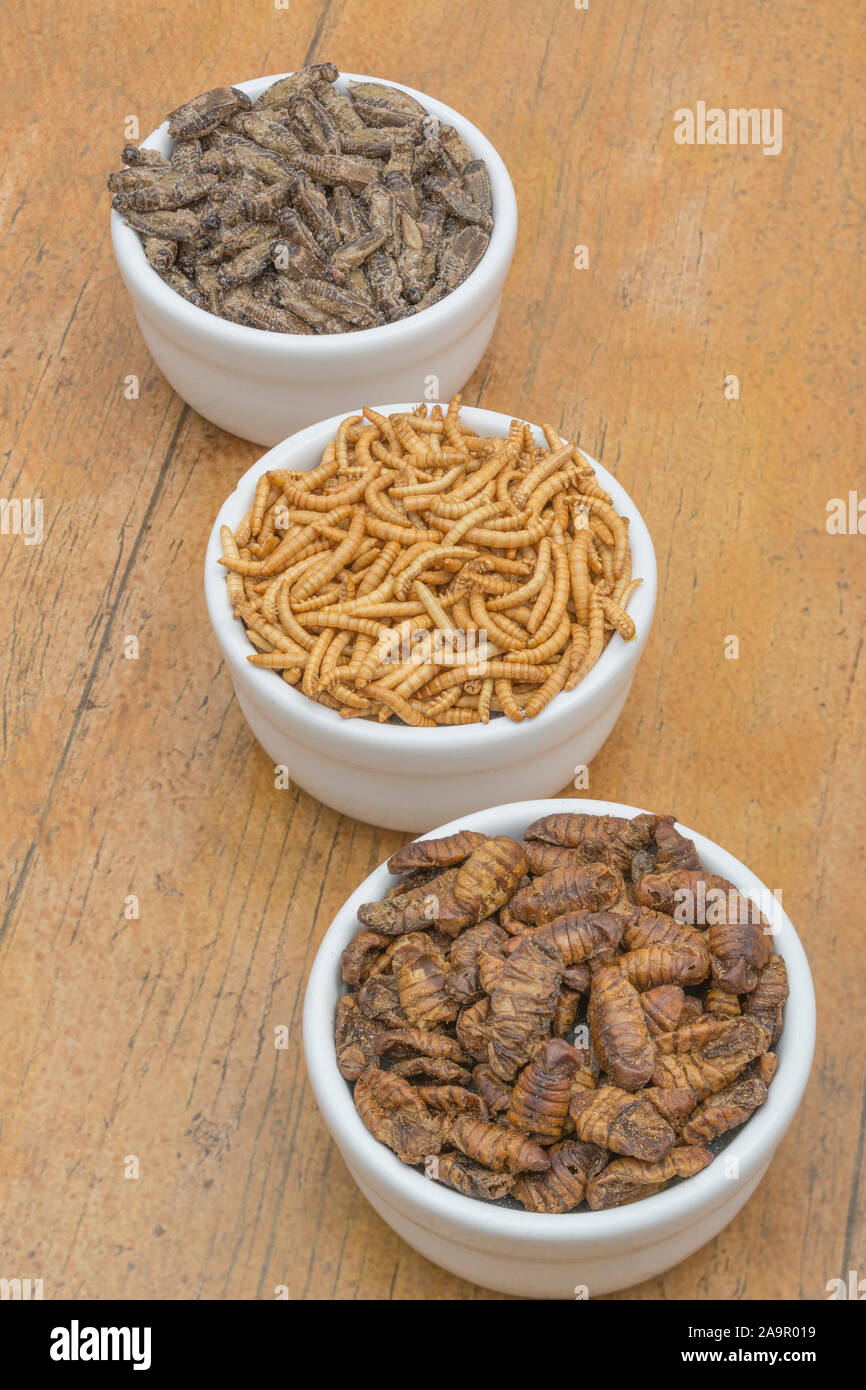 Dishes of edible insects. Mealworms / Tenebrio molitor, Small Crickets, Silkworm pupae / Bombyx