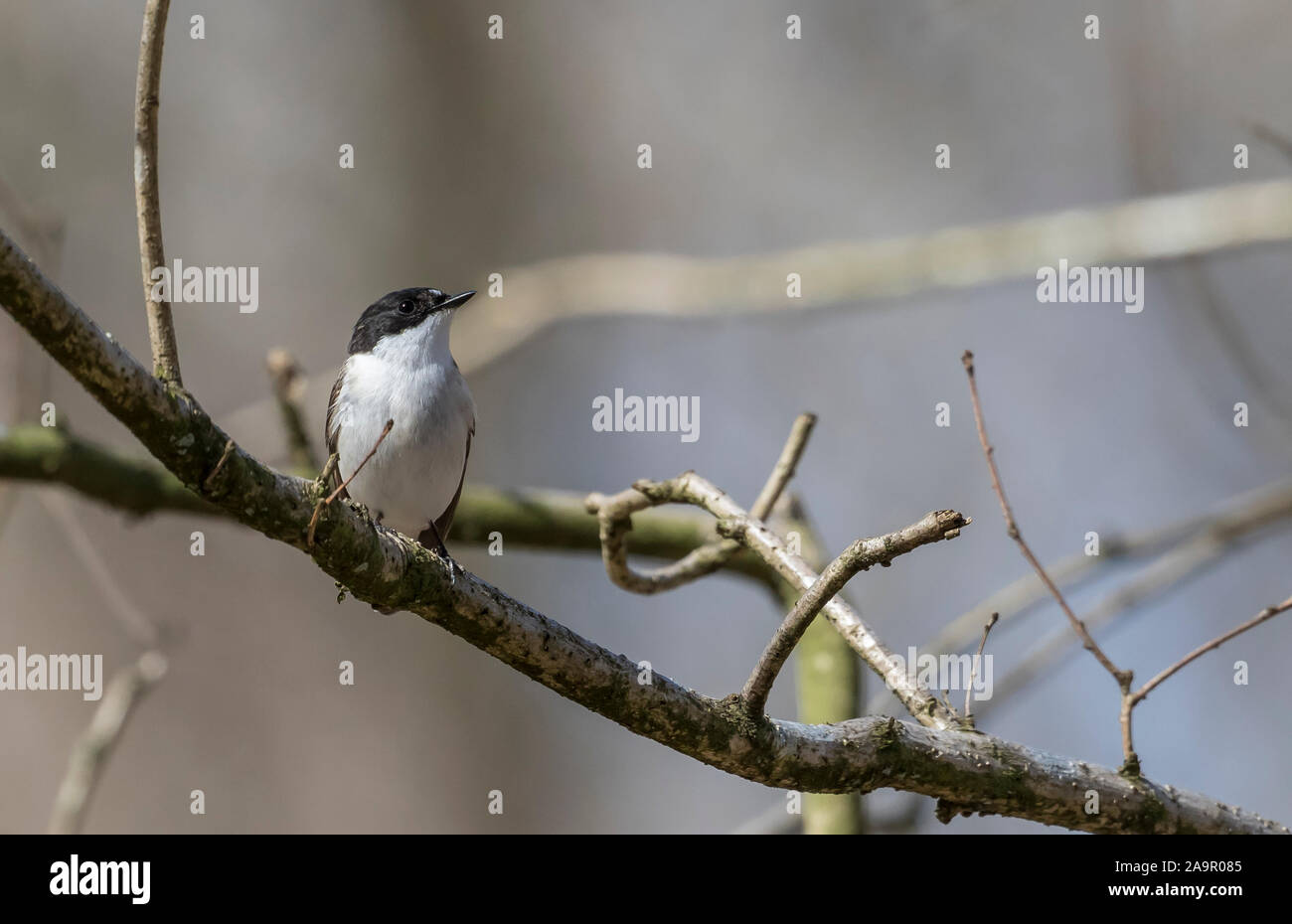 Detailed, front view close up of a wild, male pied flycatcher (Ficedula hypoleuca) isolated outdoors, perched on a branch, in UK woodland in spring. Stock Photo