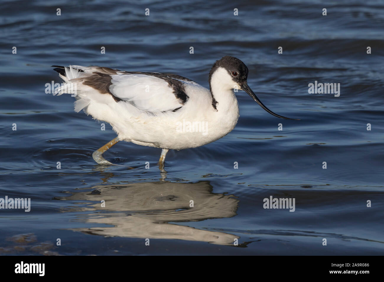 British Wading Birds High Resolution Stock Photography And Images Alamy