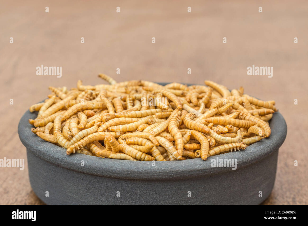 Dish of edible Mealworms / Tenebrio molitor on faux wood b/gd