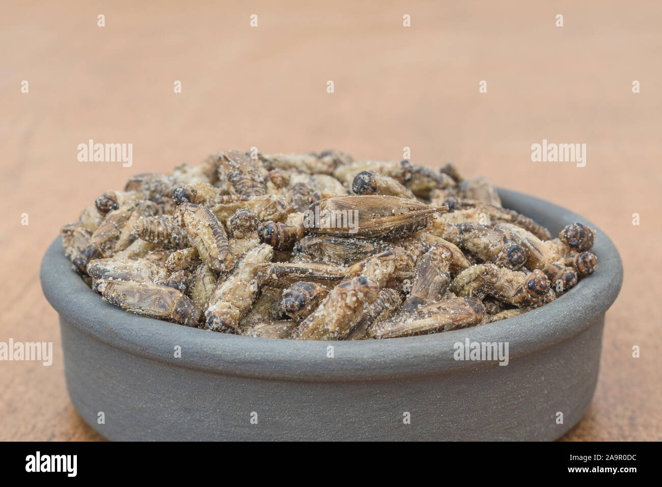Edible insects - salted Small Crickets possibly Gryllus assimilis - on faux wood b/gd. Entomophagy, edible bugs, insect superfoods, insects as food. Stock Photo