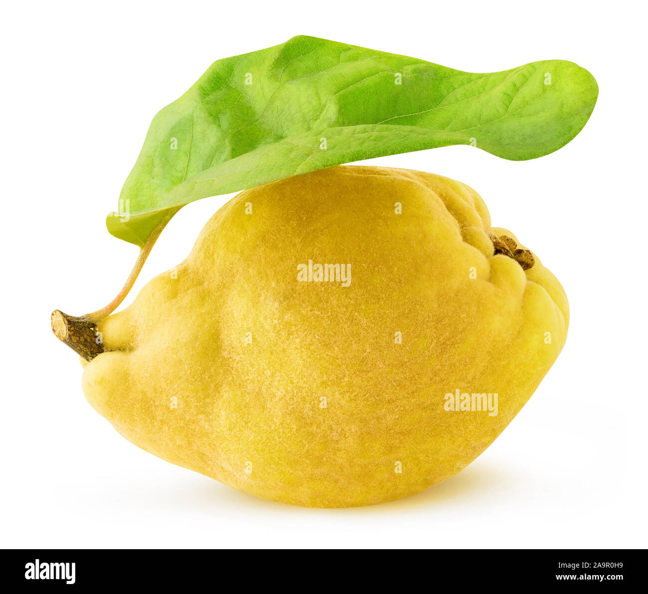 Isolated quince. One fresh quince fruit with big leaf isolated on white