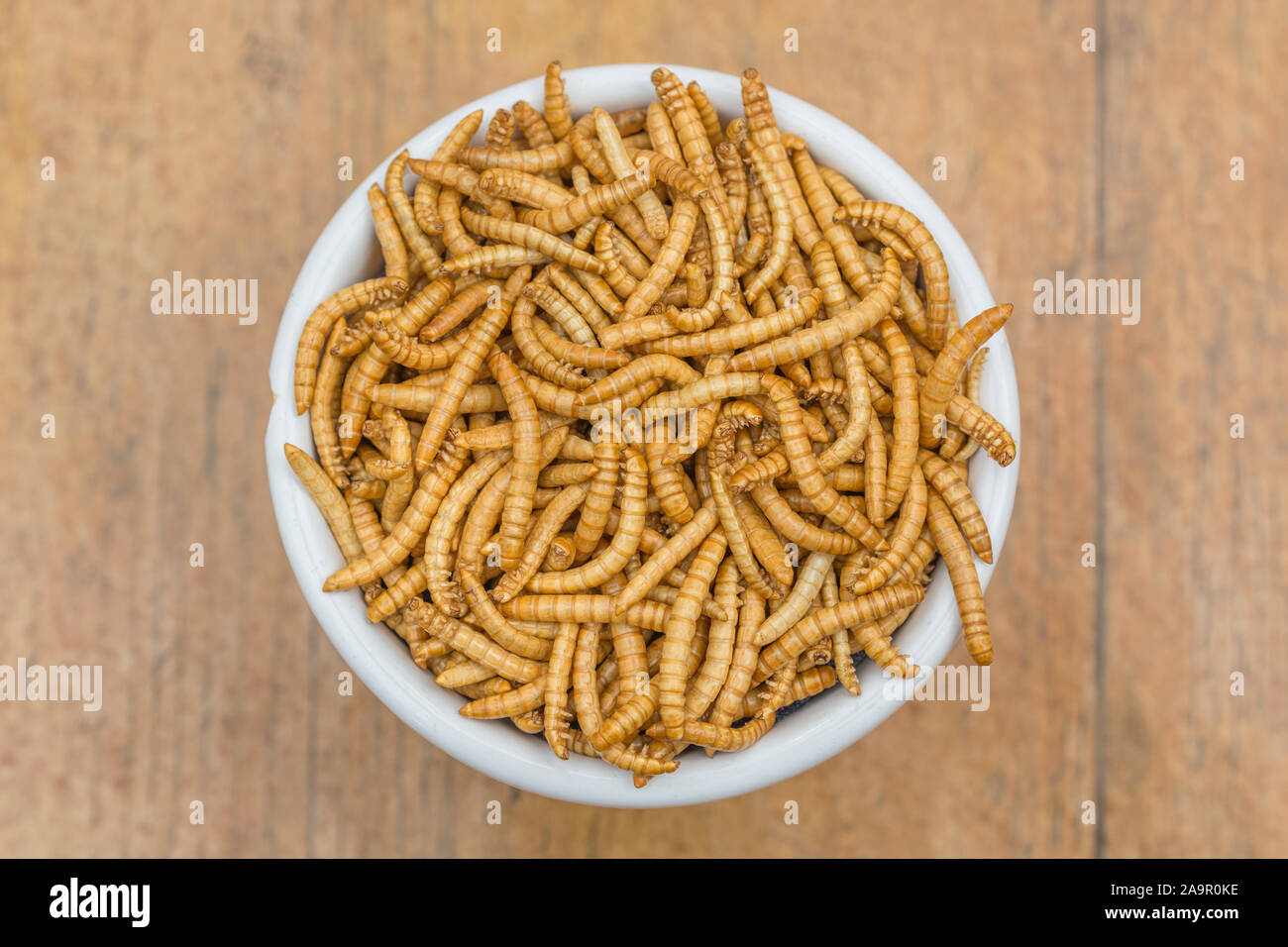 Dish of edible Mealworms / Tenebrio molitor on faux wood b/gd. Concept entomophagy, edible