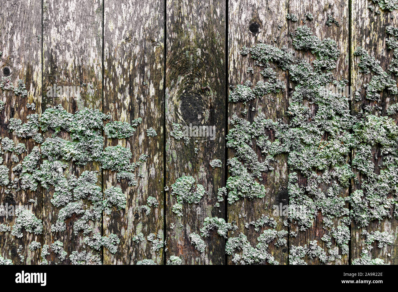 weathered wooden wall with lichen Stock Photo