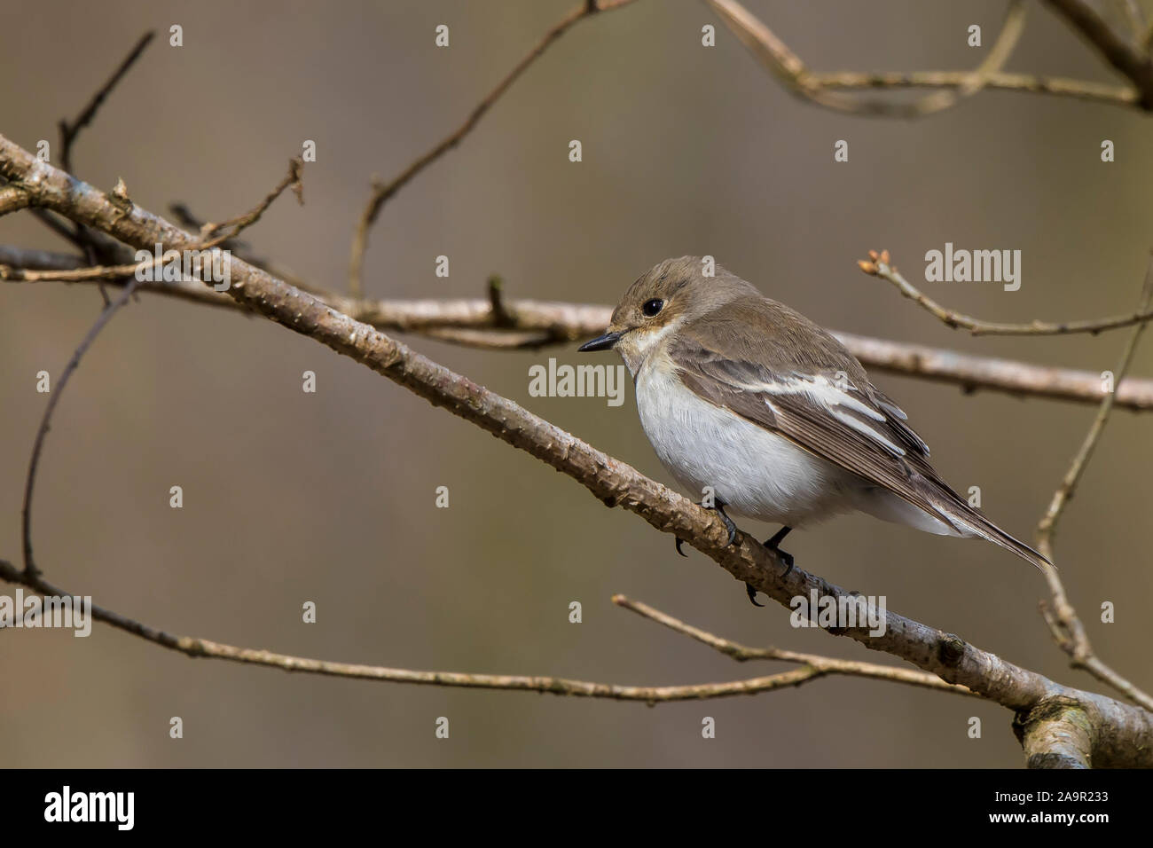 Detailed side view close up of wild, female UK pied flycatcher bird (Ficedula hypoleuca) isolated outdoors, perched on a branch, in springtime. Stock Photo
