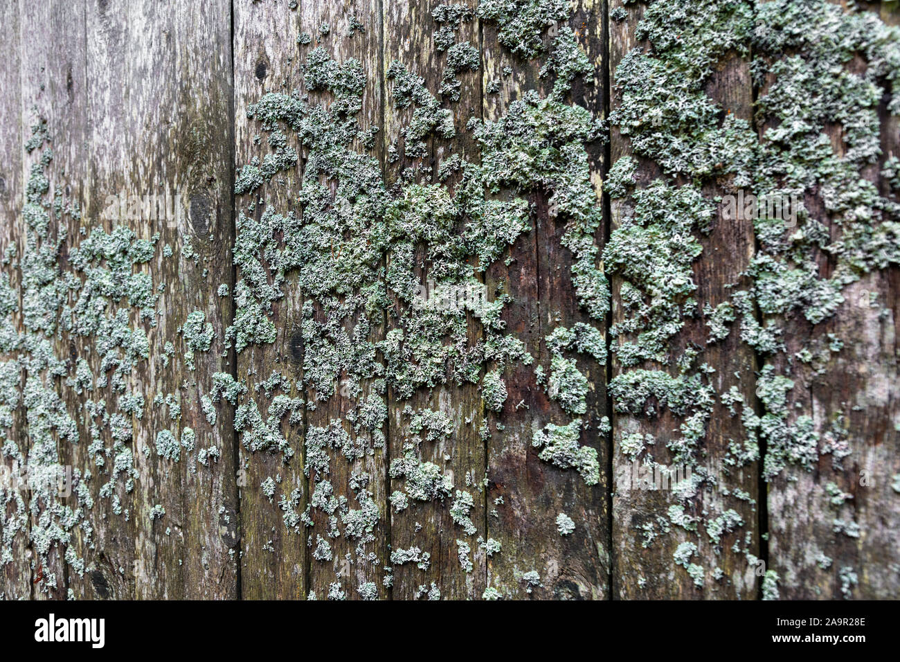 weathered wooden wall with lichen Stock Photo