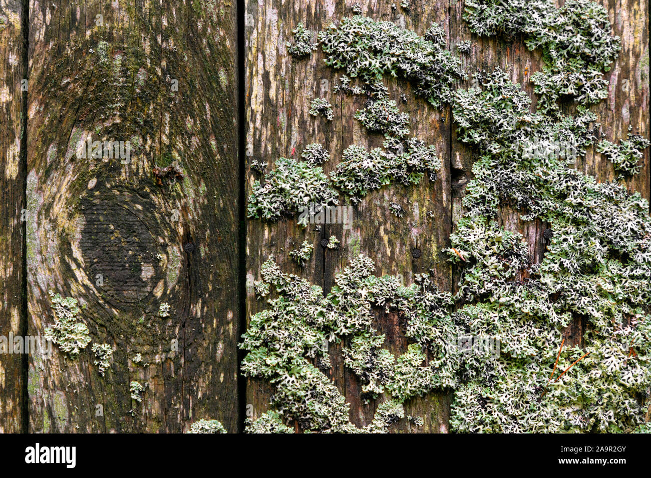weathered wooden wall with lichen Stock Photo