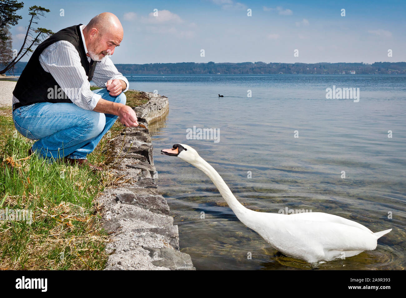 An old man with a grey beard is feeding a white swan at the lake Starnberg in Germany Stock Photo